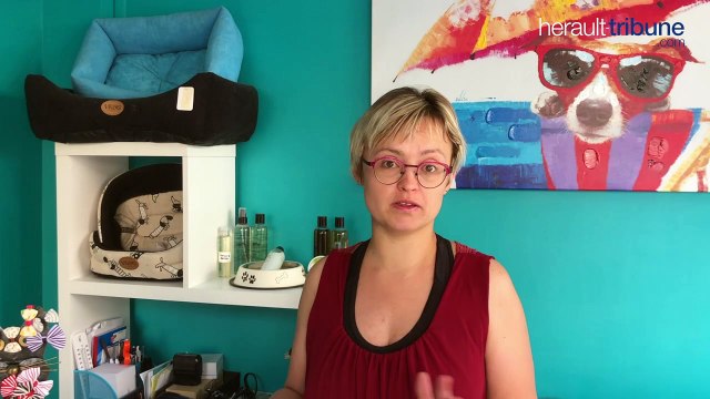 AGDE - Oh my dog, un moment de bien-être et de mise en beauté pour votre compagnon à quatre pattes