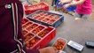Schottland: Die Angst der Erdbeerpflücker vor dem Brexit | Fokus Europa