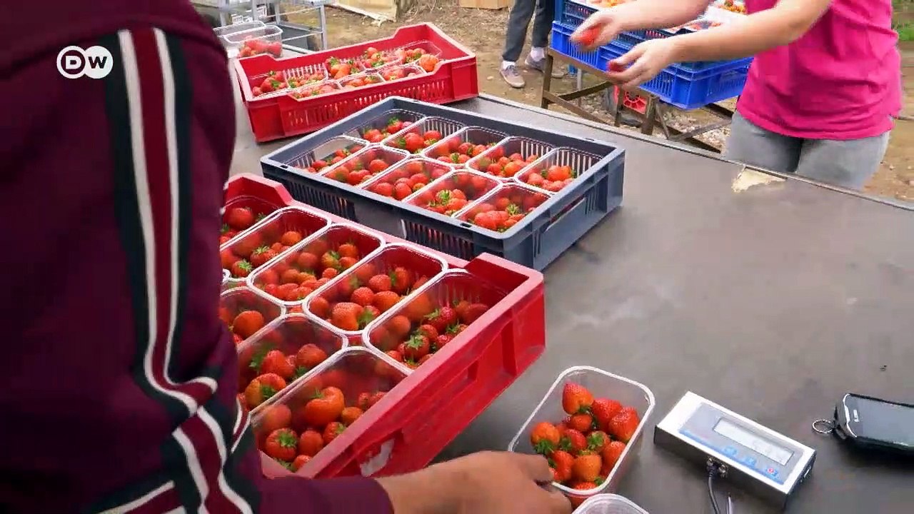 Schottland: Die Angst der Erdbeerpflücker vor dem Brexit | Fokus Europa