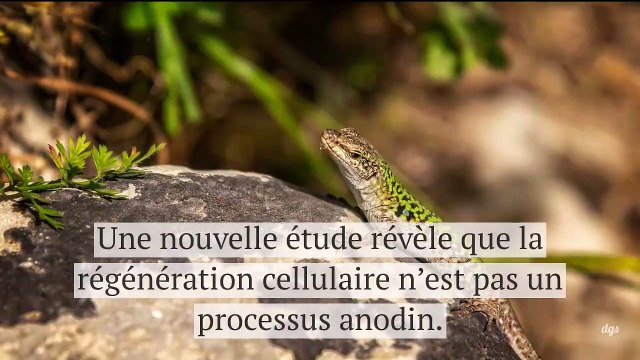 Quand un lézard fait repousser sa queue, il en subit aussi les conséquences