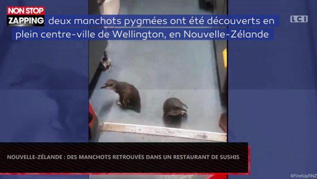 Nouvelle-Zélande : Des manchots trouvent refuge dans un restaurant de sushis (Vidéo)