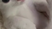 Cute baby cat