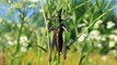 Bugging Out! Grasshoppers Have More Antioxidants Than Orange Juice