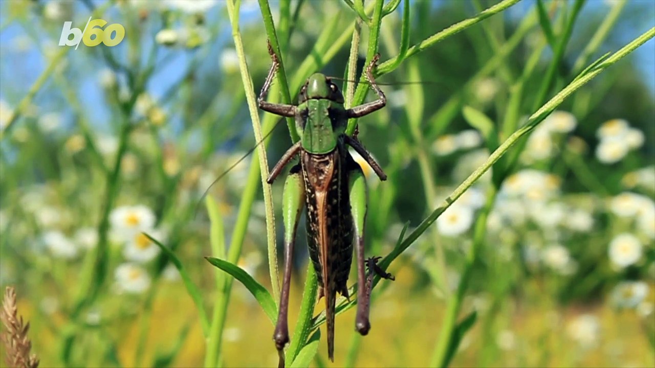 Bugging Out! Grasshoppers Have More Antioxidants Than Orange Juice