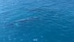 Avistan a cuatro ballenas rorcuales frente a la costa de Jávea