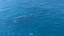 Avistan a cuatro ballenas rorcuales frente a la costa de Jávea