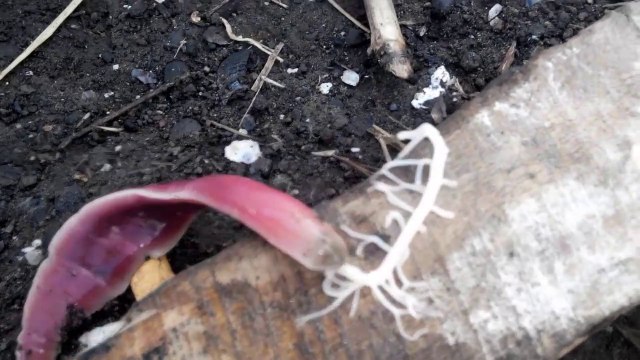 Ces vers marins sont vraiment des animaux étranges et mysterieux!