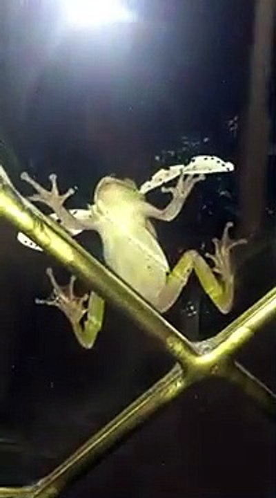 Une grenouille bien trop gourmande se retrouve avec un papillon énorme dans la bouche