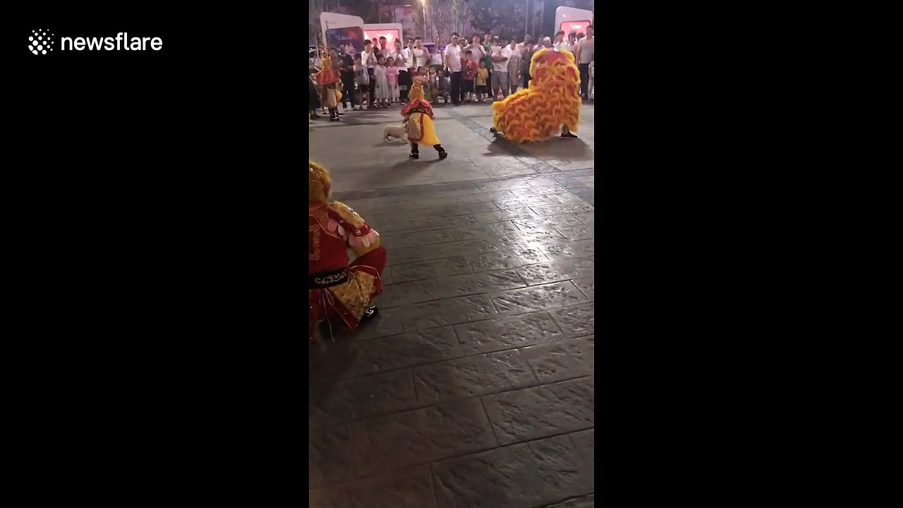 Fearless dog squares up to lion dancers during celebrations in Vietnam