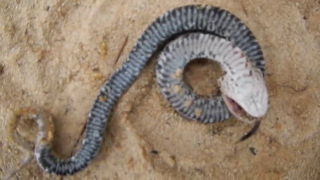 La technique incroyable de ce serpent pour échapper aux prédateurs