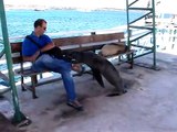 Ce lion de mer vient s'asseoir sur un banc à coté d'un touriste... Sympa
