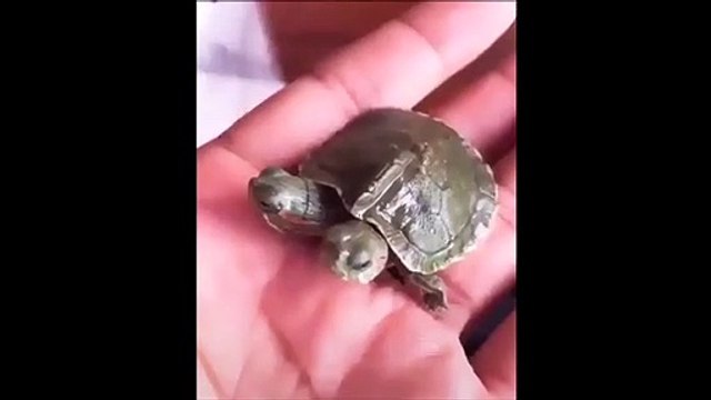 Il trouve une tortue à 2 têtes...