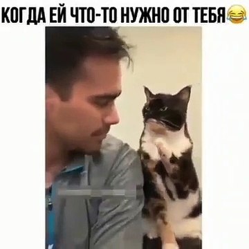 Ce chat n'aime pas quand son maître est fâché. Regardez comment il s'excuse !