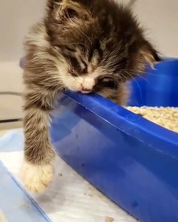 Quand tu es un chaton Mike Cuber, n'importe où est bon pour une sieste. Cute !