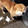 Regardez ce shiba qui se fâche après avoir fait quelque chose de mal au lieu de s'excuser. Trop drôle !