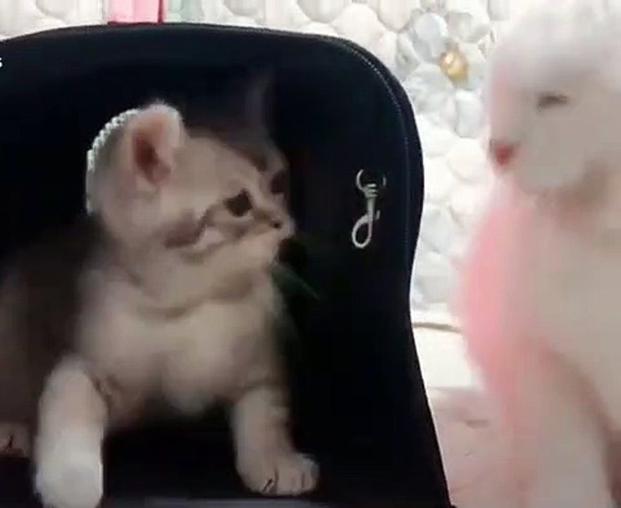 Ce chaton peureux se bat avec un autre chat. Trop drôle !