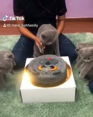 Le Gâteau d'anniversaire de ce chat est tout simplement splendide. A absolument voir !!