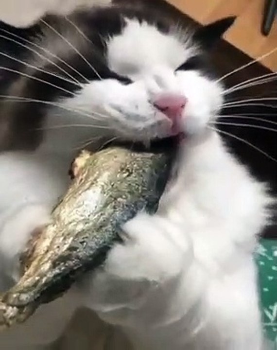 Lorsqu'une chatte qui a mal aux dents essaie de manger un poisson sec. Hilarant !