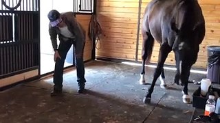 Horse Performs Morning Yoga With Owner