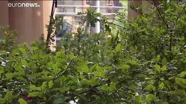 Климат и искусство: в Лондоне появился дубовый оазис