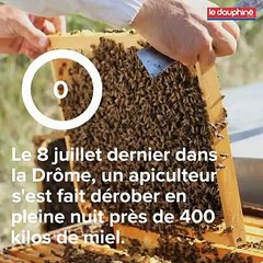 vol-de-miel-le-nouveau-fleau-qui-frappe-les-apiculteurs