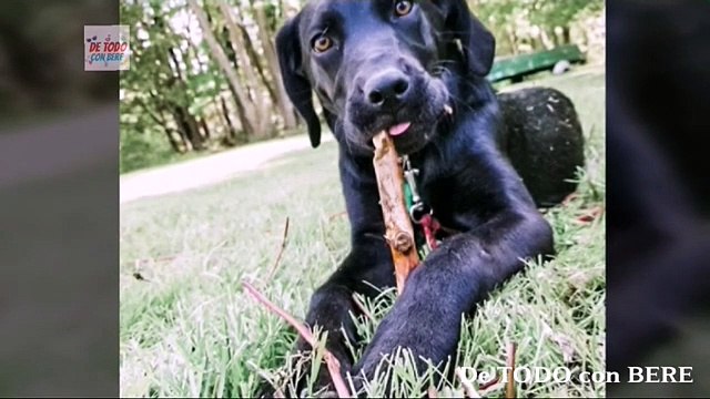 PERRO SORDO es ADOPTADO por un JOVEN SORDO y le ENSEÑA LENGUAJE de SEÑAS