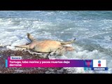 Tortuga, lobo marino y peces muertos tras derrame de ácido sulfúrico en aguas del Mar de Cortés
