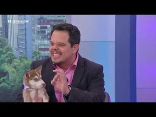 Tips  para evitar que tus mascotas se estresen en un viaje de vacaciones