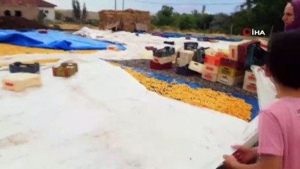 Malatya'da sağanak yağış kayısı üreticilerini vurdu