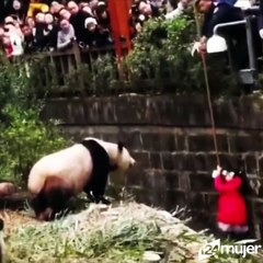 Niña cae a resguardo de osos panda