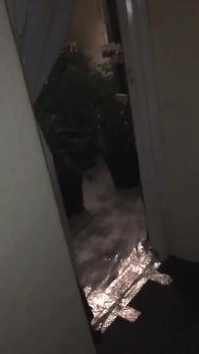 VIDEO: Cannabis farm found in former South Yorkshire pub