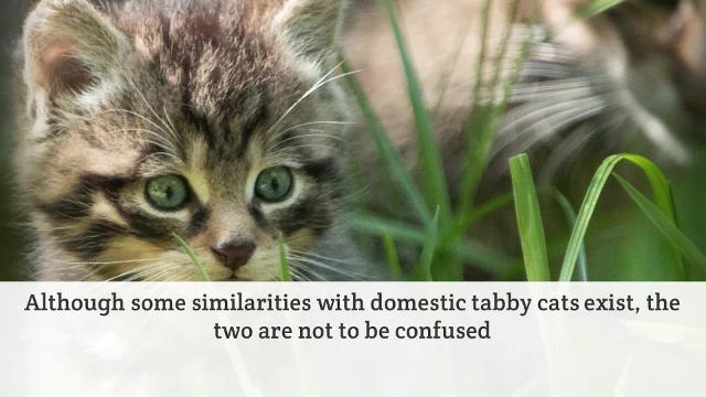 Scottish Wildcat Births a Potential Lifeline for Iconic Species species - HIRES