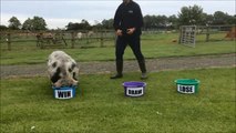 Big Bob the Psychic Sunderland Pig predicts another England win