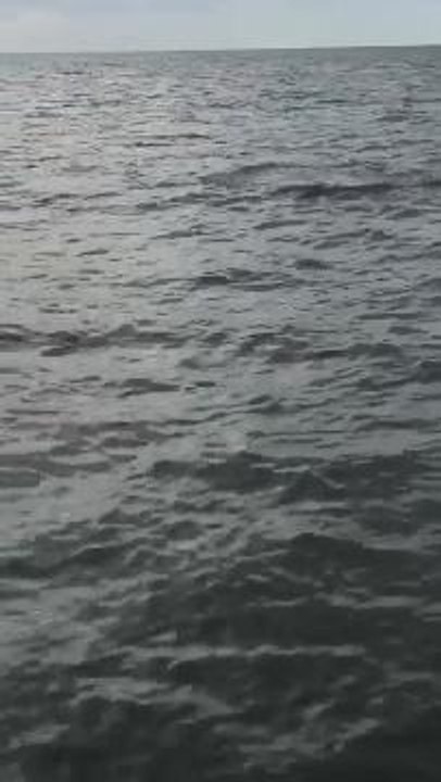 Dolphins swimming off Roker Pier