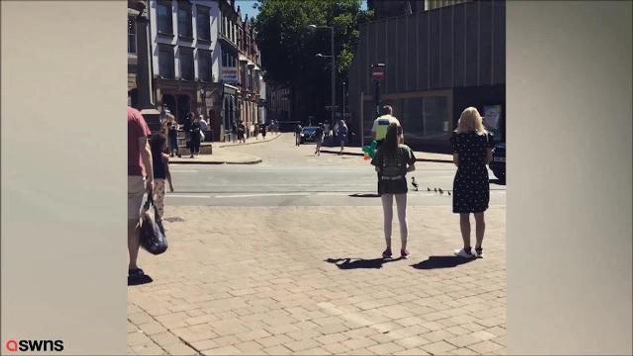 Community protection officer stops traffic to let ducks cross busy road