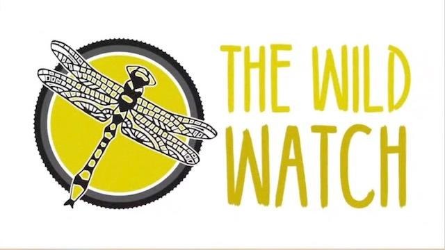 Wild Watch survey to help save endangered species in Yorkshire Dales