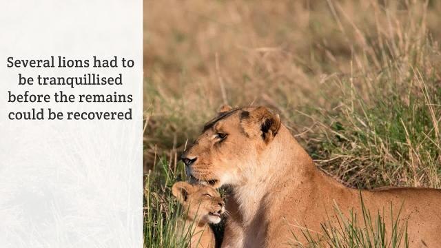 Two Suspected Rhino Poachers Have Been Eaten by Lions on a South African Game Reserve - HIRES