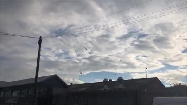 Chesterfield woman loses sleep for two months because of noisy seagulls