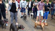Staffie Protest Walk