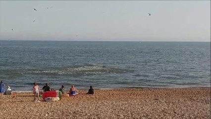 Mackerel (Hastings and Bexhill)