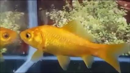 VIDEO: Frankie the goldfish