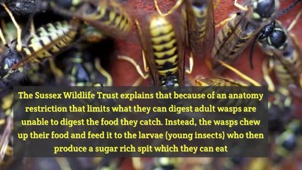 Swarms of Angry Drunk Wasps are on the Rampage in the UK