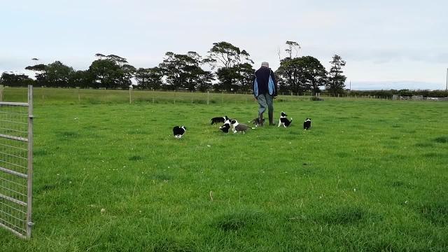Scott in seventh heaven with new batch of puppies