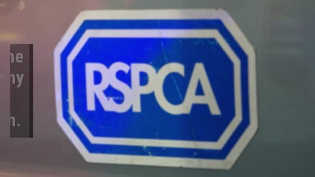 Dog Put to Sleep After it is Stabbed on Sunderland Street