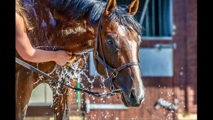 What's it like to own a racehorse share?