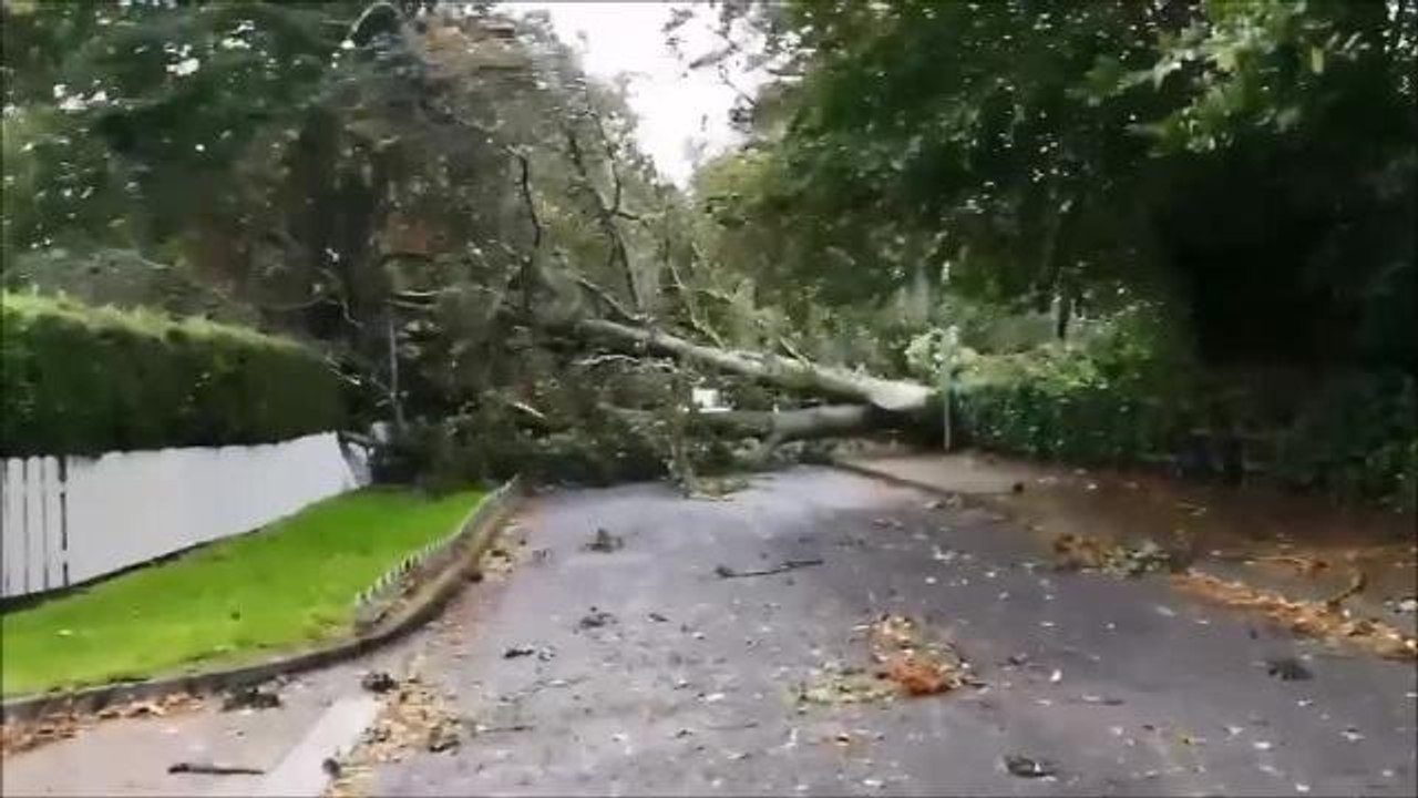 Huge tree Lurgan