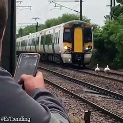 Estos cisnes se rehusaron a abandonar las vías de tren y detuvieron el tráfico por MEDIA HORA