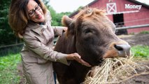 You can cuddle cows at this farm for $75 and it will change your life for the better