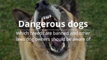 Dangerous Dogs - Which Breeds are Banned and Other Laws Dog Owners Should Be Aware Of