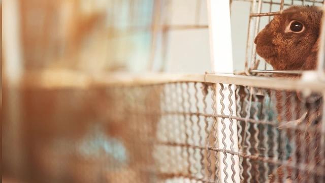 Pets_Animal Cruelty (Scotland) - HIRES